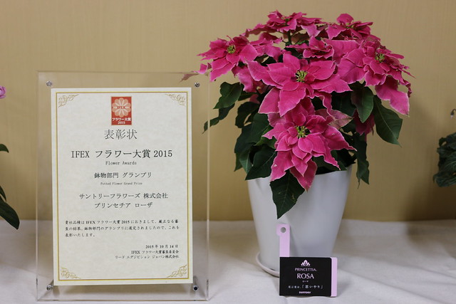 国際フラワーexpo15フラワー大賞受賞 バラ咲きプリンセチア プリンセチアローザ が珍しいし美しい