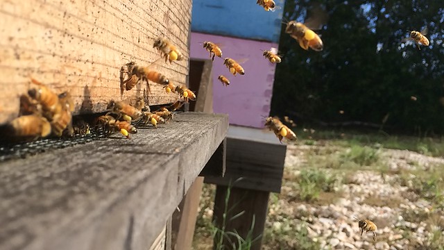 Bees at entrance