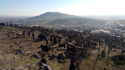georgia cattle hans caucasus bazaar heiner basar marneuli 2015 buhr