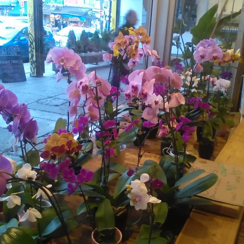 Front window orchids #toronto #kensingtonmarket #flowers #orchids #4lifenaturalfoods #augustaavenue