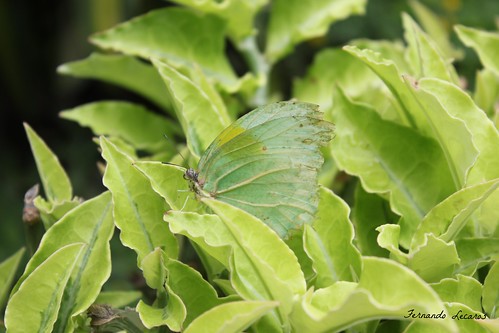 mariposa mimetiza insecto butterfly