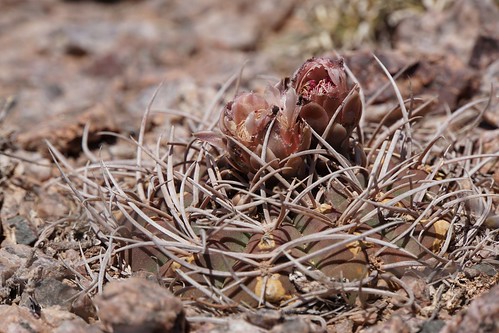 argentinien cacti cactus cuestademiranda fnrrb3345 gymnocalycium ka5378s kakteen kaktus larioja mazanensia mirandense oospaniol rb3345 rhodantherum standort