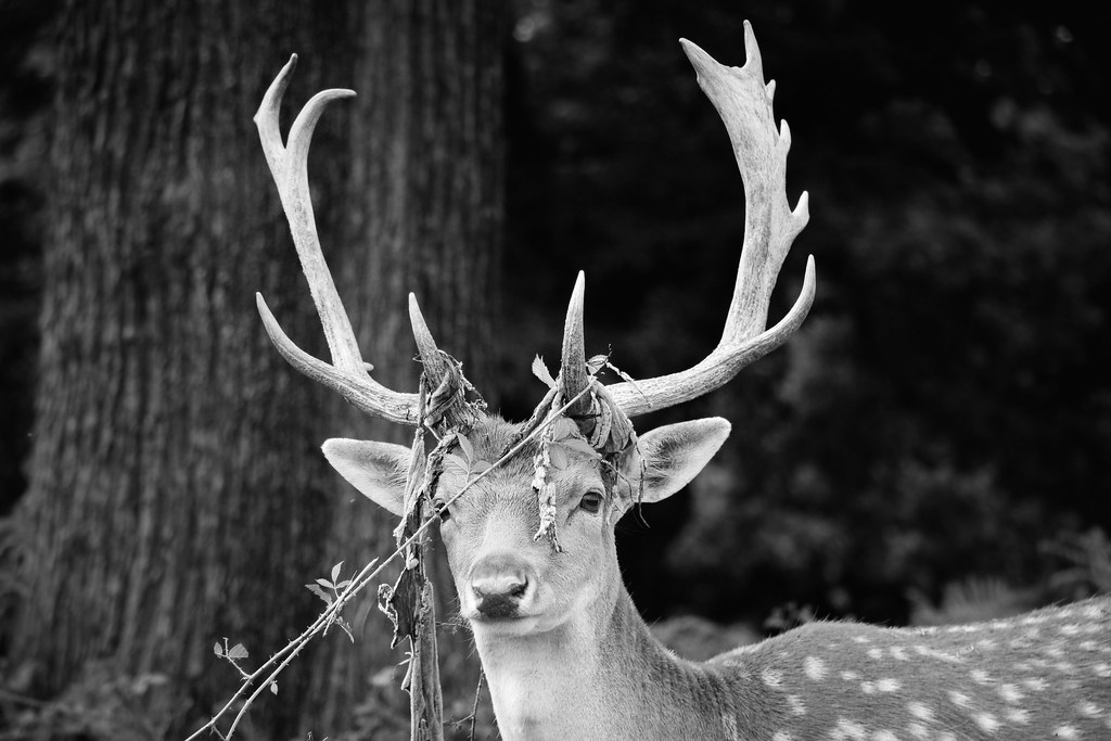 Deer of Richmond Park, London
