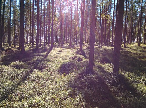 summer forest suomi finland oulu metsä kesä pilpasuo