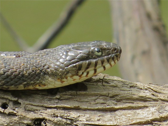 Northern Water Snake at the North Fork of Salt Creek of Sangamon in DeWitt County, IL 08
