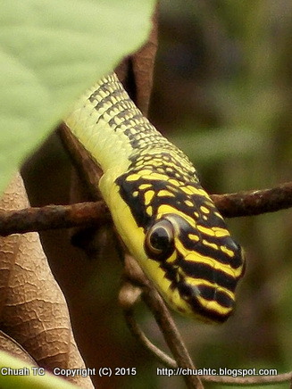 Headshot Of A Golden Tree Snake