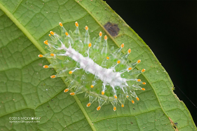 Jewel caterpillar (Dalceridae) - DSC_3813