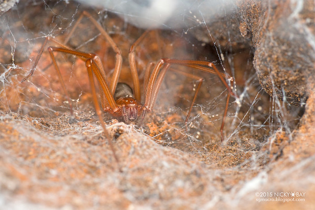 Brown recluse spider (Loxosceles sp.) - DSC_9877