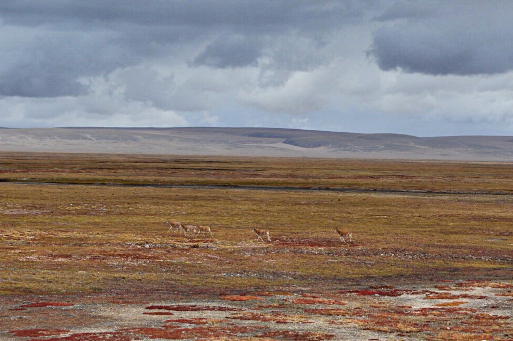 Running gazelles
