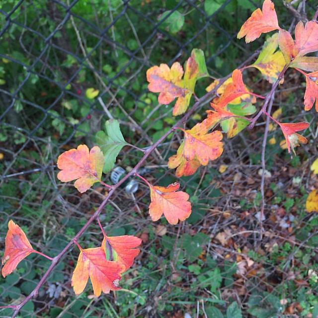 Autumn walk - hawthorn leaves