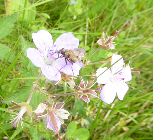 flower fly sweden natur blomma sverige jämtland fäbod ditte46