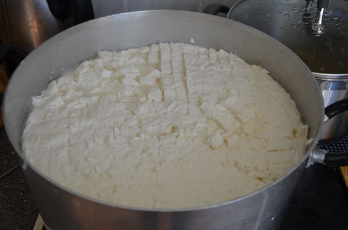 cheese making Sept 15 (2)