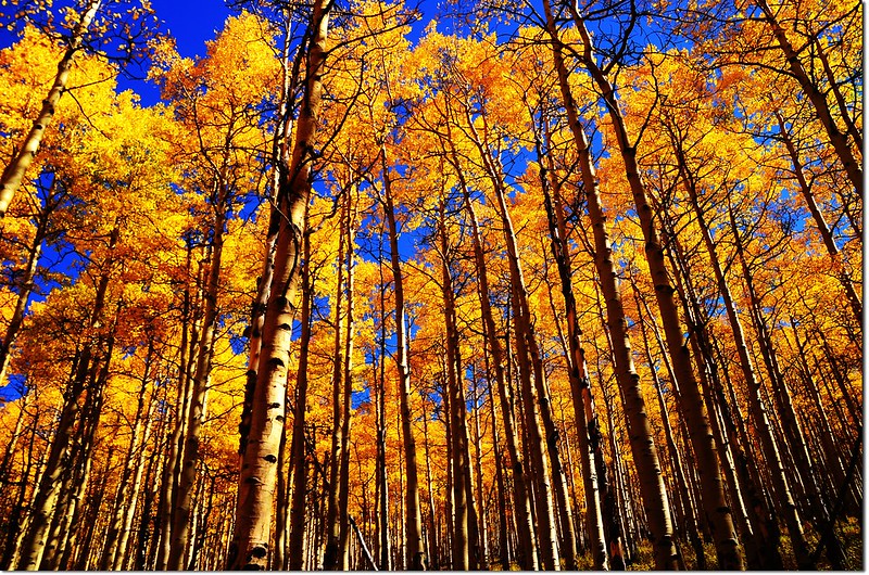 Fall colors at Kenosha Pass, Colorado (12)