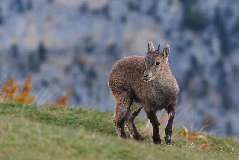 Alpine ibex kid - Creux du Van