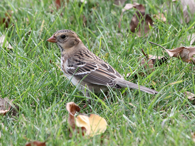 Photograph titled 'Harris&#8217;s Sparrow'