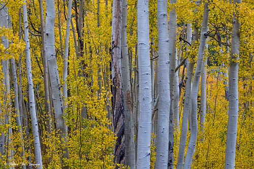 wood autumn trees orange white mountain mountains tree fall nature colors beautiful beauty leaves yellow forest season landscape outdoors gold golden leaf colorado colorful view natural scenic rocky foliage bark western trunk aspens birch wilderness aspen independancepass jamesinsogna