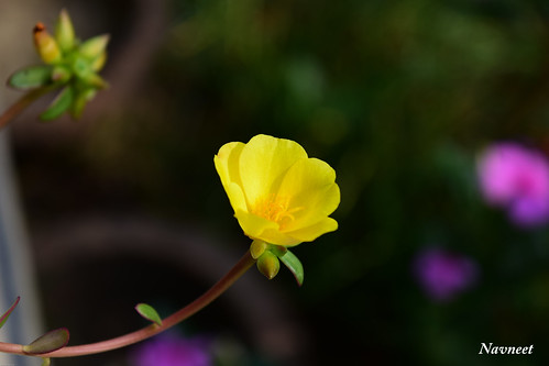 india flower floral beauty yellow outdoor bloom dslr assam nikond5300