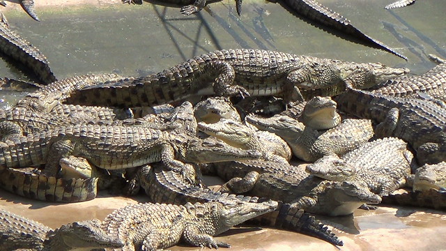Photo of Crocodile Farm