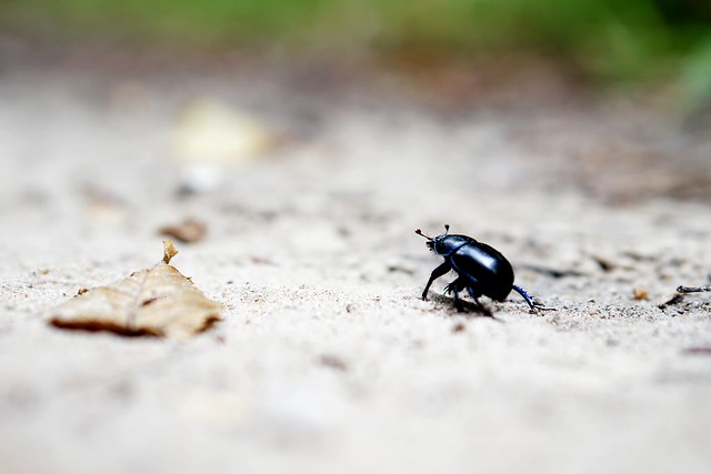 Beetle on the way