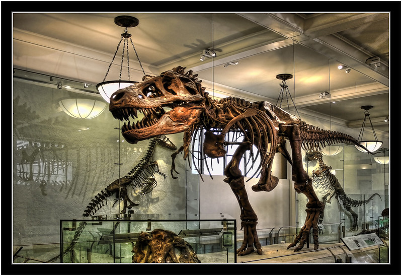 New York City USA - American Museum of Natural History - David H. Koch Dinosaur Wing - Tyrannosaurus Rex 08