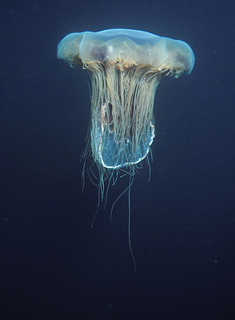 Lion's mane jellyfish, or hair jelly, Cyanea capillata, the largest know jellyfish in Newfoundland, Canada.