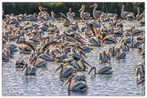 nikon pelican missouri pikecounty d800 americanwhitepelican clarencecannonnationalwildliferefuge 600mmnikkor