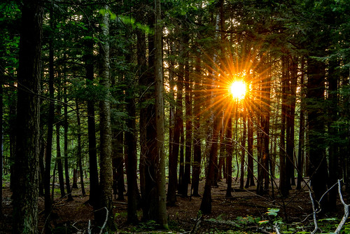 summer green us woods unitedstates michigan upperpeninsula marquette northwoods forestfairy michiganwoods