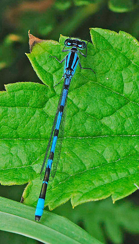 080713 2008 bluet coenagrionidae enallagma enallagmacivile familiarbluet mi seneynwr zygoptera damselfly dragonfly insect