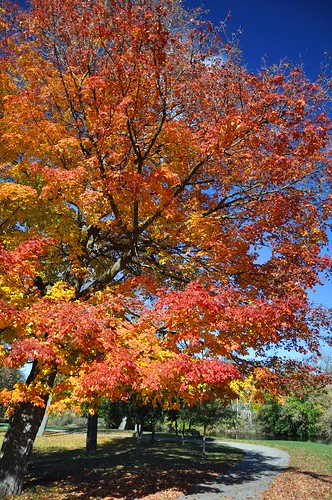 mountpleasant isabellacounty michigan autumn fallcolor circularpolarizer mapletree bluesky