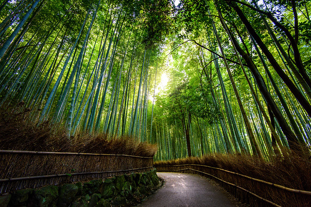 Bamboo trees in Kyoto