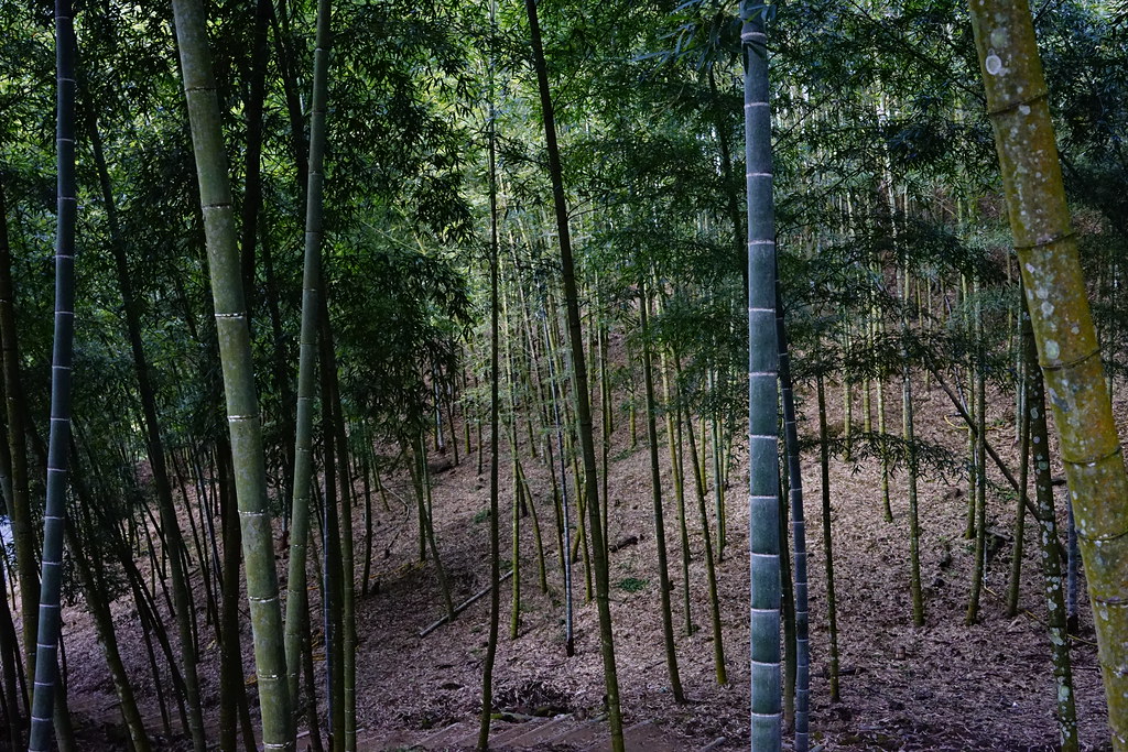 竹山天梯