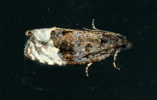 Marbled Orchard Tortrix 1800