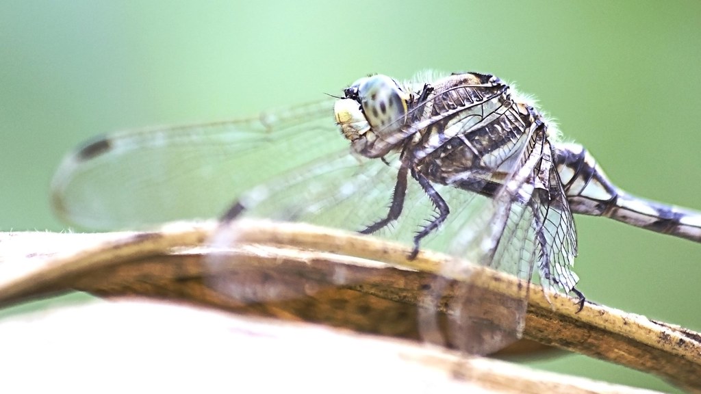 Dragonfly by Side View