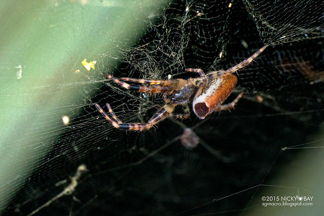 Tent web spider (Kapogea sellata) - DSC_3915