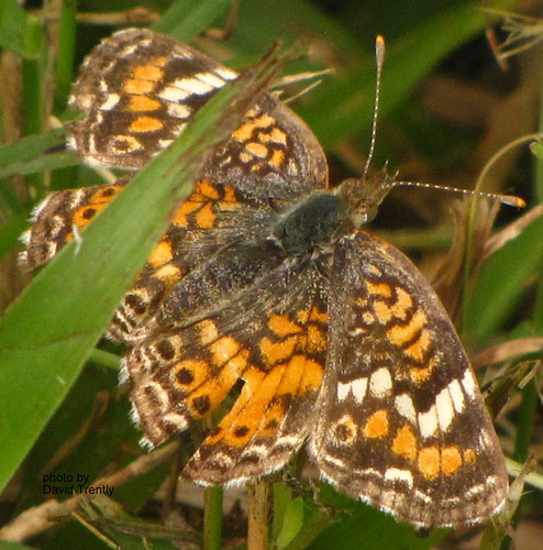 butterfly texas phyciodes phyciodesphaon