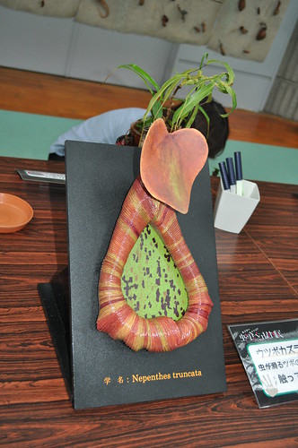 Bust of a Nepenthes