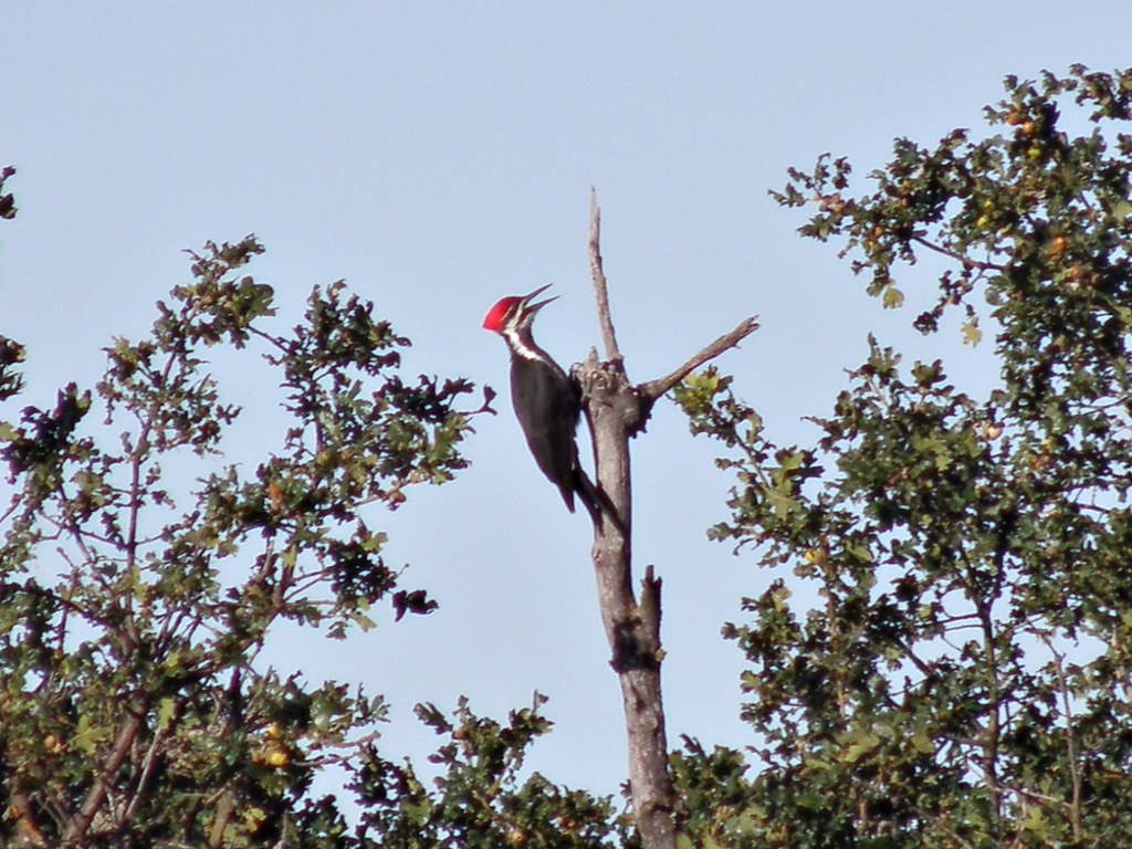 P9047882...pileated woodpecker / male