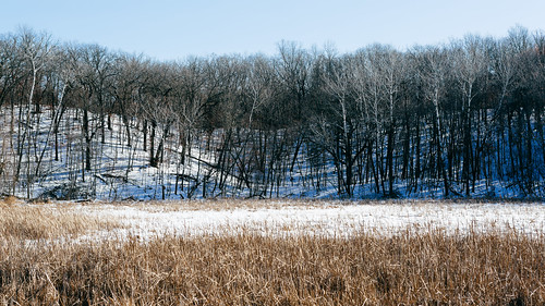 trees winter snow wisconsin nature clearsky midwest canoneos5dmarkiii canonef2470mmf28lusm rural marsh