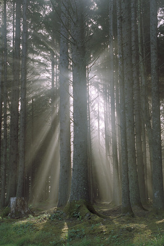 2003 california summer tree fog forest sunrise moss spruce sitkaspruce humboldtlagoonsstatepark humboldtlagoons biglagooncountypark