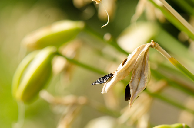 Agapanthus Seeds