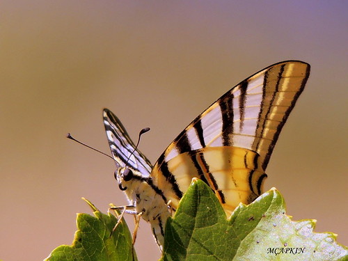 nature animal butterfly insect outdoor anatolia doğa kırlangıçkuyruk
