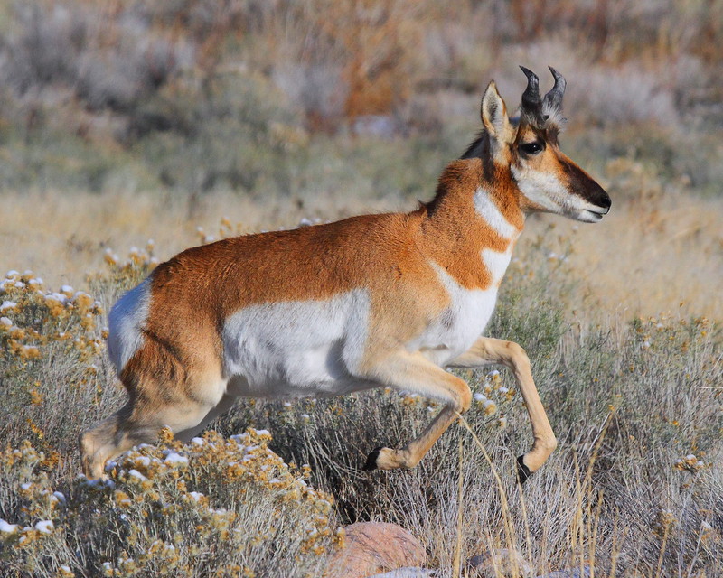 IMG_2431 Pronghorn Antelope, Antelope Island State Park