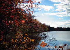 Wantagh - Twin Lakes Preserve - Autumn (91)
