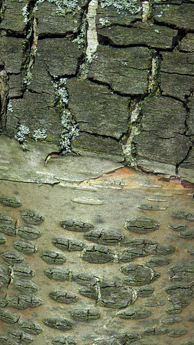 Tree Bark Abstract