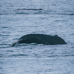 Balene