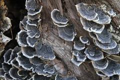 Bracket fungi, Mt Maunganui, New Zealand