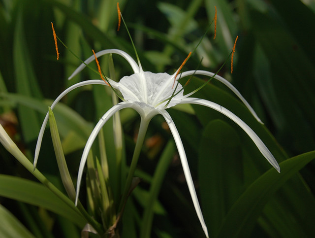 A white spikey lily in Cambodia