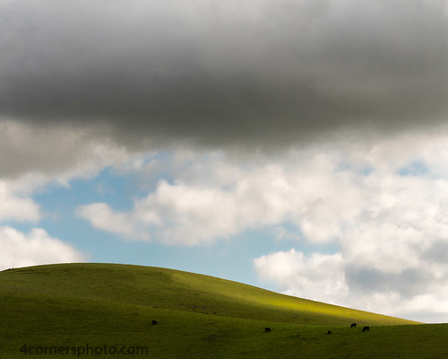 4cornersphoto alamedacounty altamontpass animal california cattle clouds color cow diablorange grass hill landscape livermore northamerica outdoor rain rural scenery shadow sky unitedstates weather us