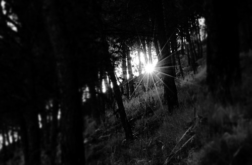 blancoynegro luz sol canon contraluz atardecer monocromo luces árboles paisaje bn bosque verano pinos sombras troncos rayos rayosdesol bosques arboleda monocromático ultimosrayos
