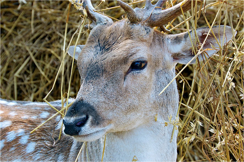 newcastle deer antlers fallowdeer buck damadama d40 nikond40 youngcounty